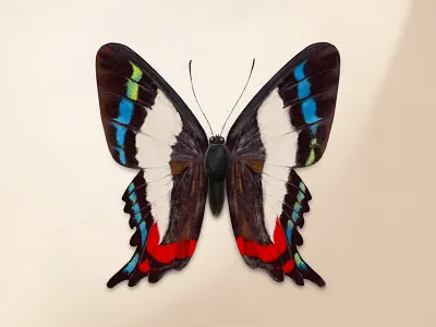 The Living Treasure 2d ancyluris formosissima art artwork butterfly digital painting insect procreate riodinidae texture vector wild