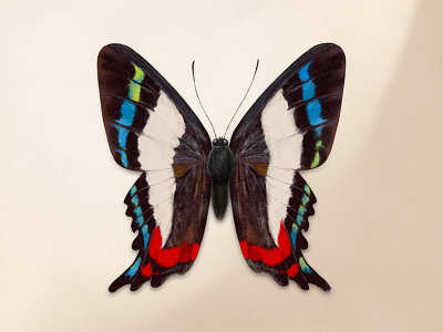 The Living Treasure 2d ancyluris formosissima art artwork butterfly digital painting insect procreate riodinidae texture vector wild