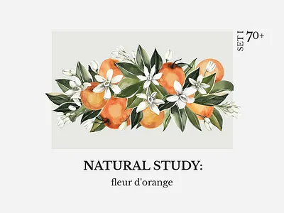 NATURAL STUDY: fleur d'orange set l blossom bouquets brand floral frame floral set floral wreath illustration invitations logo natural orange orange flower vector vintage watercolor watercolor flowers watercolor flroal watercolor frame watercolor orange watercolor wreath