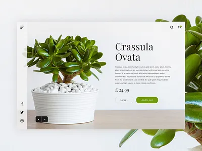 Product Card - Flower Shop design product product card ui