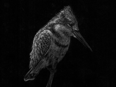 The kingfisher bird black paper colour pencil colour pencils design gouache graphic illustration kingfisher miniature plumage realism tempera water color