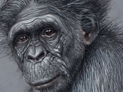 Monkey s3 2 charcoal colour pencil colour pencils design gouache graphic gray paper illustration melancholy monkey realism sorrow tempera water color