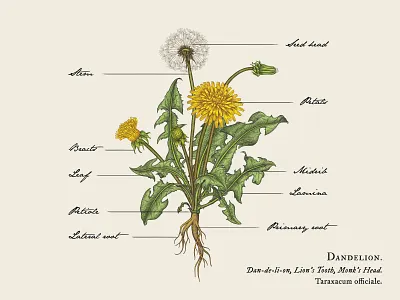 Dandelion Illustration botanical illustration botany dandelion hand drawn illustration nature plant vintage