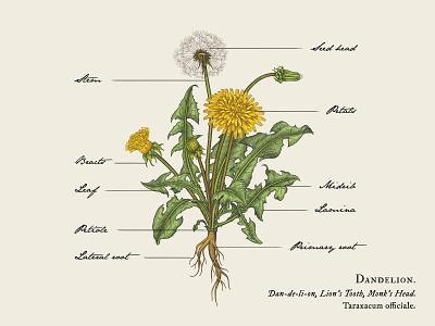 Dandelion Illustration botanical illustration botany dandelion hand drawn illustration nature plant vintage