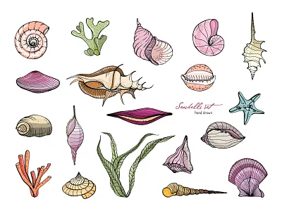 Vectorstock 13794951 beach clam conch coral hand draw illustration ocean scallop seaside shells spiral tropical vector vectorstock