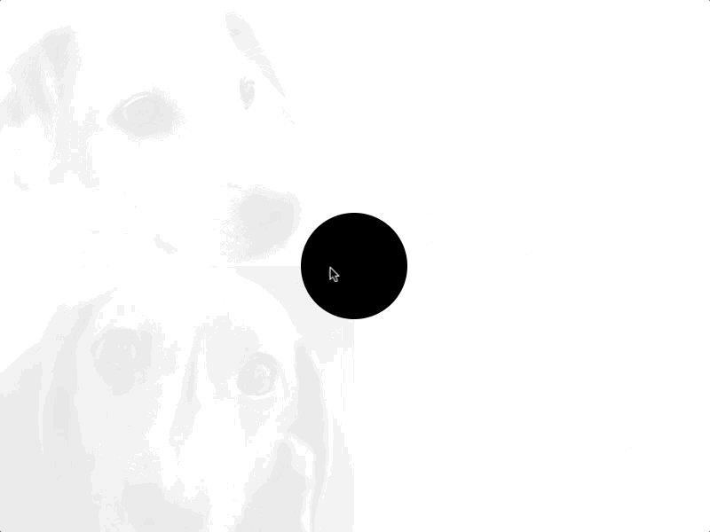 Random Webflow Interaction #2 (Mouse Position / Fader) dog dogs fade fader interaction interaction animation mouse hover mouse position pexels photography puppies puppy random webflow website interation