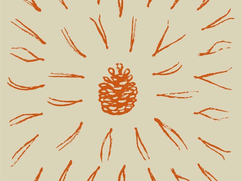 Example of Cone and needles