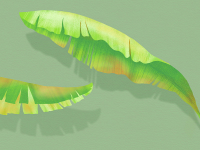 Bananier banana botanic botanical dessin drawing forest garden illustration jungle plant tree vegetal