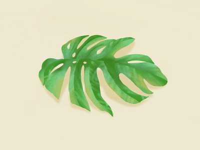 Monstera botanic botanical dessin drawing forest garden illustration jungle leaf leaves monstera plant vegetal