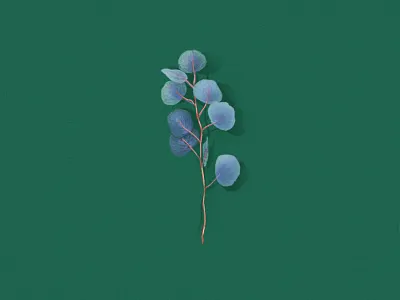 Eucalyptus botanic botanical dessin drawing eucalyptus forest garden illustration jungle leaf leaves plant tree vegetal wildlife