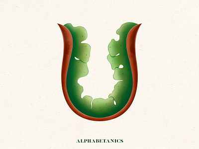 U for Alphabetanics 36daysoftype botanicalart botanics floraldesign illustration letter procreate typedesign typography u