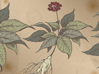 Ginseng sketch art design drawing ginseng hand drawn health herb herbal illustration medicinal medicinal herb sketch tea traditional