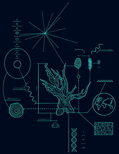 Scientific Illustration | Tree rings branding design graphic design illustration scientific illustration vector
