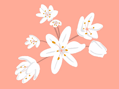 Spring illustration procreate spring