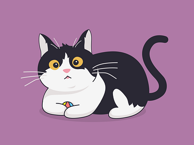 Small ball ball cat