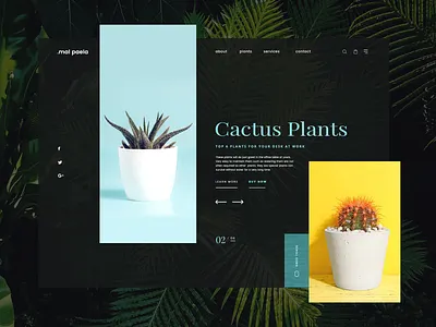 Cactus Plants Shop branding cactus concept design ecommerce green landing page plants shop simple sri lanka typography ui ui design ui design challenge uikits uipractice ux web design