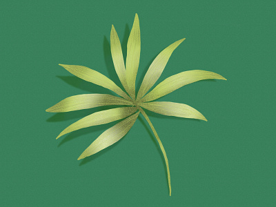 Feuillage botanic botanical design dessin drawing forest garden illustration jungle leaf leaves palm plant tree vegetal wildlife