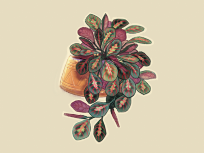 Red Maranta graphic art illustration painting plant illustration