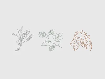 Market Illustrations cacao design drawing farm greens herb herbal herbs hops icons illustration linework market