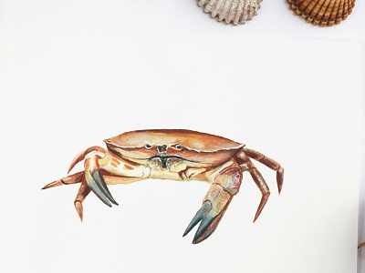 Cancer - Astrology Illustration animal art astrology cancer crab food gouache horoscope illustration magazine publishing sea watercolor zodiac signs
