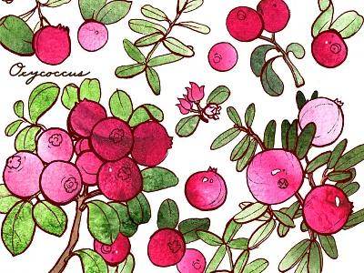 Oxycoccus aquarelle berry cowberry cranberry drawing forest illustration summer watercolor