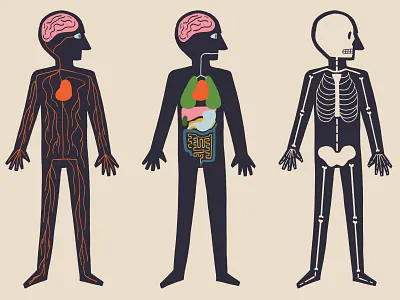 Anatomy Maps anatomy blood body illustration midcentury muscle organ procreate retro retrosupplyco skeleton vintage