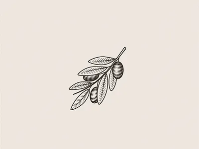 Olive Branch branch design engraving flat icon identity illustration nature olive organic vector