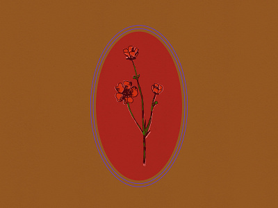 Common Poppy flower illustration