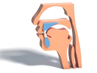 otorhinolaryngology (ENT) 3d illustration 3d ent illustration medical otorhinolaryngology