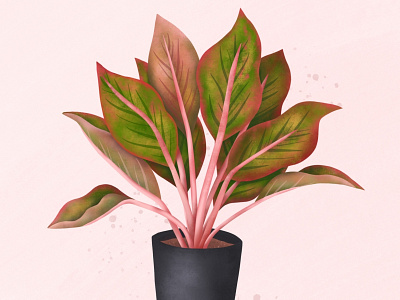 Algaonema illustration ipad pro plant procreate