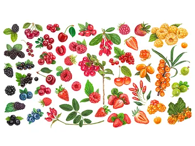 Rainbow berries berry bilberry blackberry blueberry cowberry diet fresh fruit health huckleberry illustration isolated juicy nature organic raspberry ripe strawberry sweet vitamin