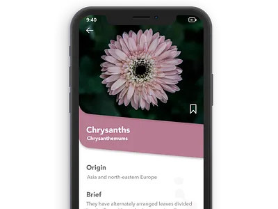Chrysanthemums Flower App Screen abstract adobe after effects adobe illustrator adobexd app app branding art branding cinema 4d design flat design illustration interaction interaction design iphone x mockup photoshop typography ui user interface design ux