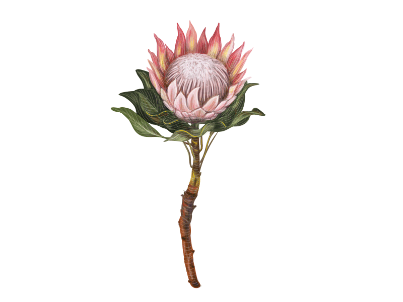 Protea. Work in progress. blooming blossom botanical illustration botany exotic flower greeting card peony plant protea romantic roses summer tropical vector watercolor