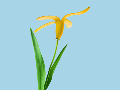 Flower + Banana banana collage flower minimal mixed media photomontage
