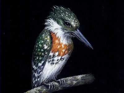 Kingfisher 2 bird black paper colour pencil colour pencils design gouache graphic illustration kingfisher miniature plumage realism tempera water color