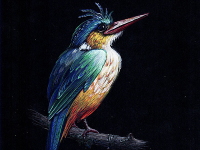KingFisher 04 bird black paper colour pencil colour pencils design gouache graphic illustration kingfisher miniature plumage realism tempera water color