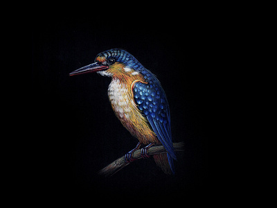 KingFisher 05 bird black paper colour pencil colour pencils design gouache graphic illustration kingfisher miniature plumage realism tempera water color