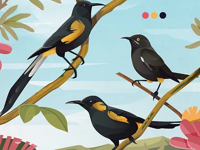 Bishop, Kaua'i & Hawai'i O'o animals birds fauna hawaii illustration nature