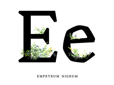 Ulna body bone boulder design faceted floral flowers ice nature rock skeletal stone text typeface typography ulna