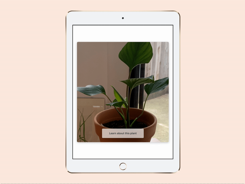 [Framer X] Card flip animation, free resource download animation download for free flip framer framer x