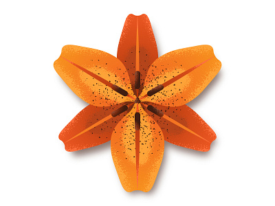 Orange Lily flower lily