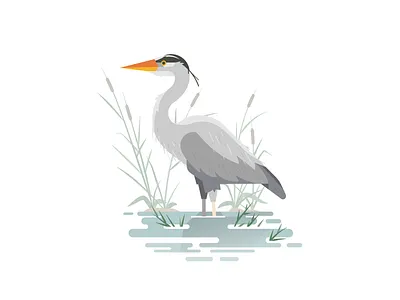 Blue Heron bird bird illustration blue heron lake bird
