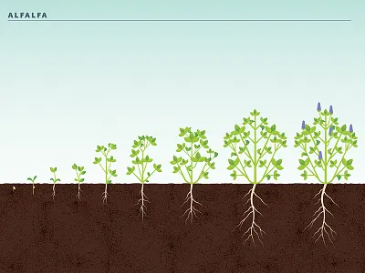 Alfalfa Crop Stages agriculture alfalfa crops cropstage farming nature plants