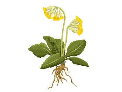 Cowslip cartoon colour colourful cowslip design digital digital art drawing flower flower clipart garden flower hand drawn illustration shading