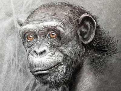 Monkey s3 5 colour pencil colour pencils gouache graphic gray paper illustration monkey realism tempera water color