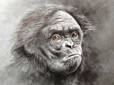 Monkey s3 6 colour pencil colour pencils gouache graphic illustration monkey realism tempera water color