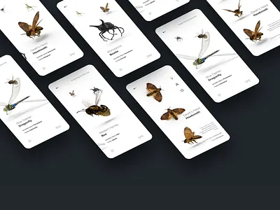 Creepers app daily ui education flat invision invision studio learn mobile product