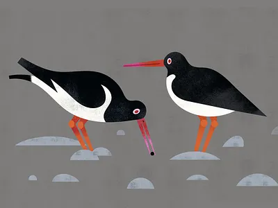 Oystercatchers animals birds illustration nature oystercatcher texture