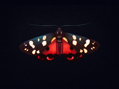 scarlet tiger moth moth