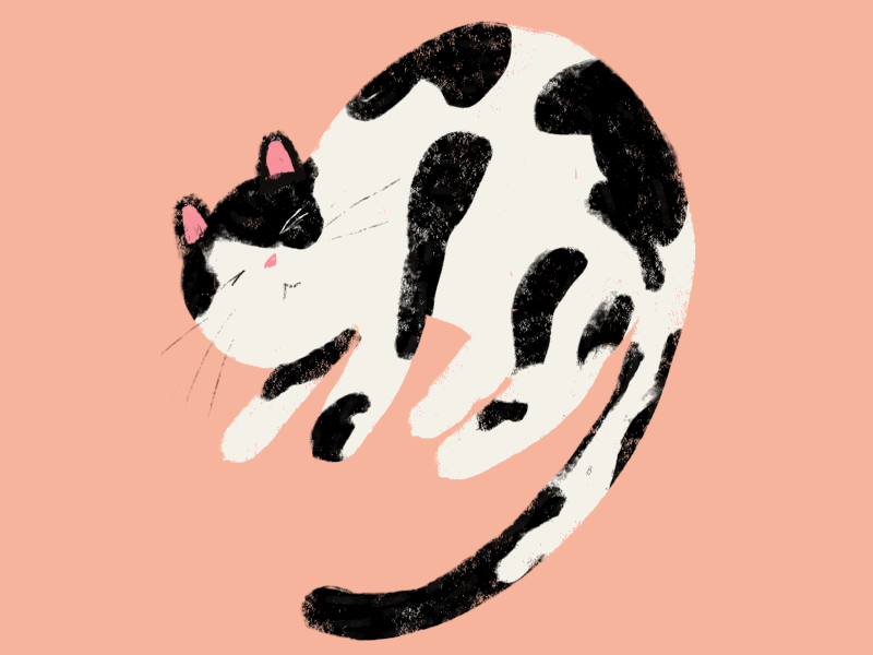 meow gif illo illustration ipad pro procreate